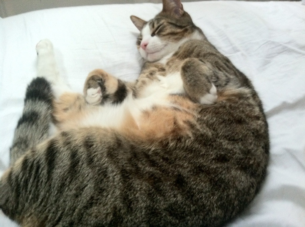 中国男篮季前训练营严密安排 夯实技术基础，中国男篮晒集训合影