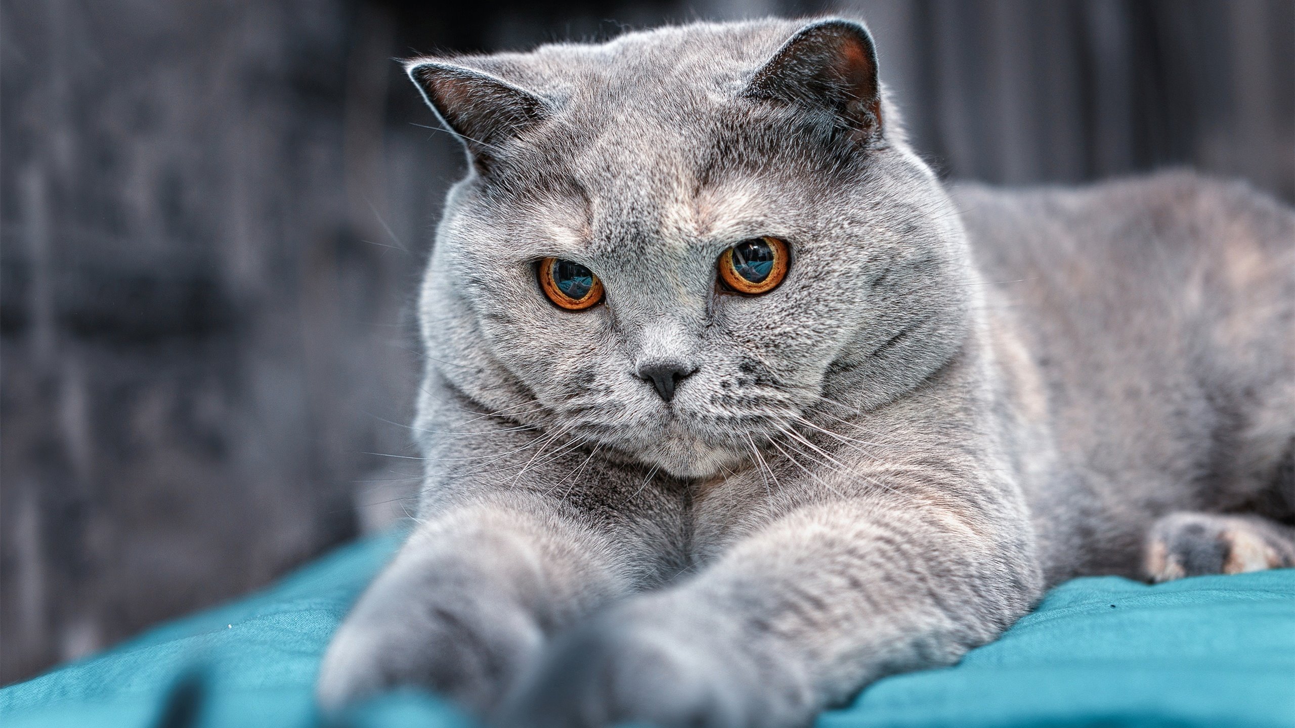 九游体育-基层足球赛事体系不完善，足球赛事体系构建