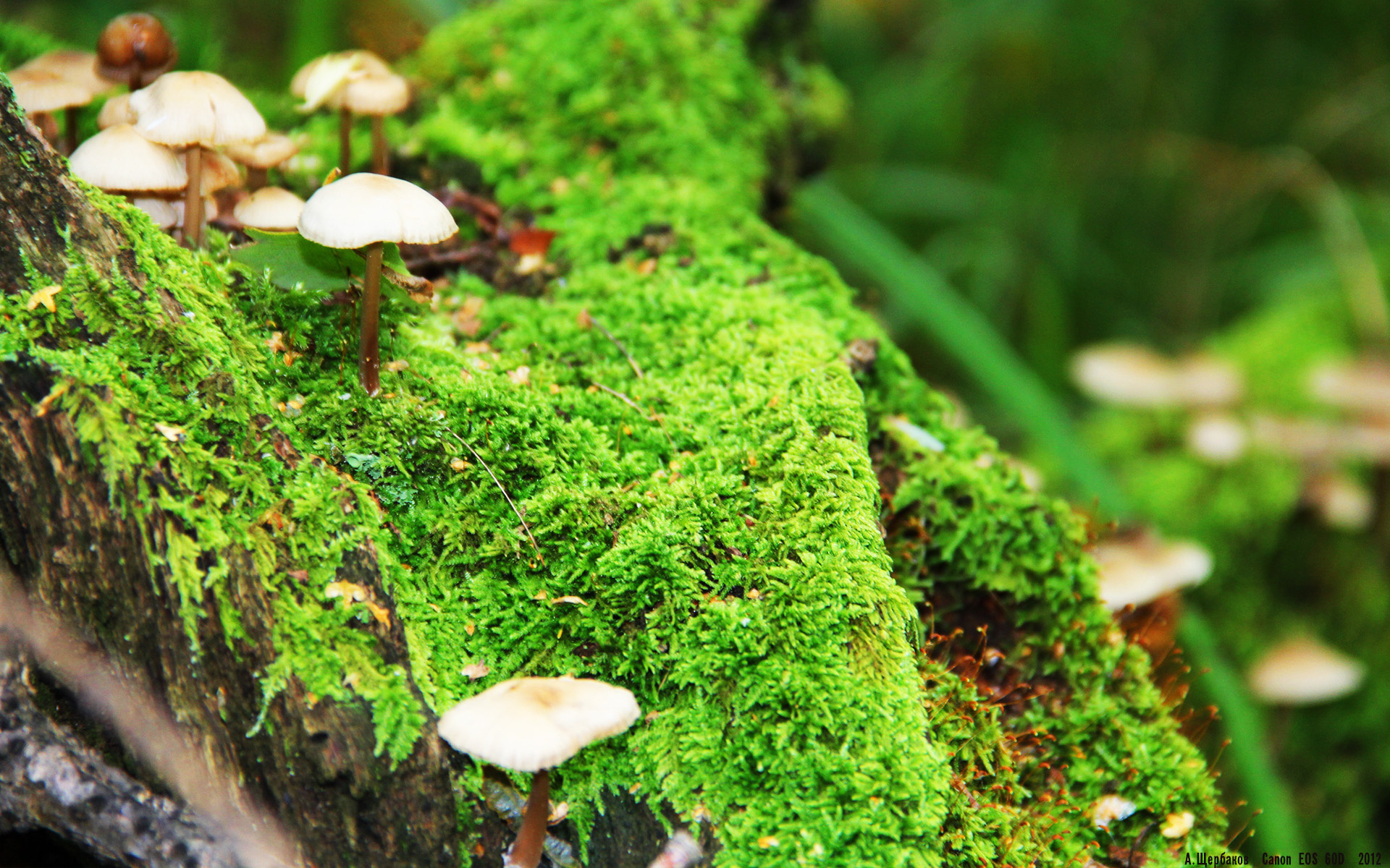 球队节奏混乱时是否应暂停立刻调整，球队的规则