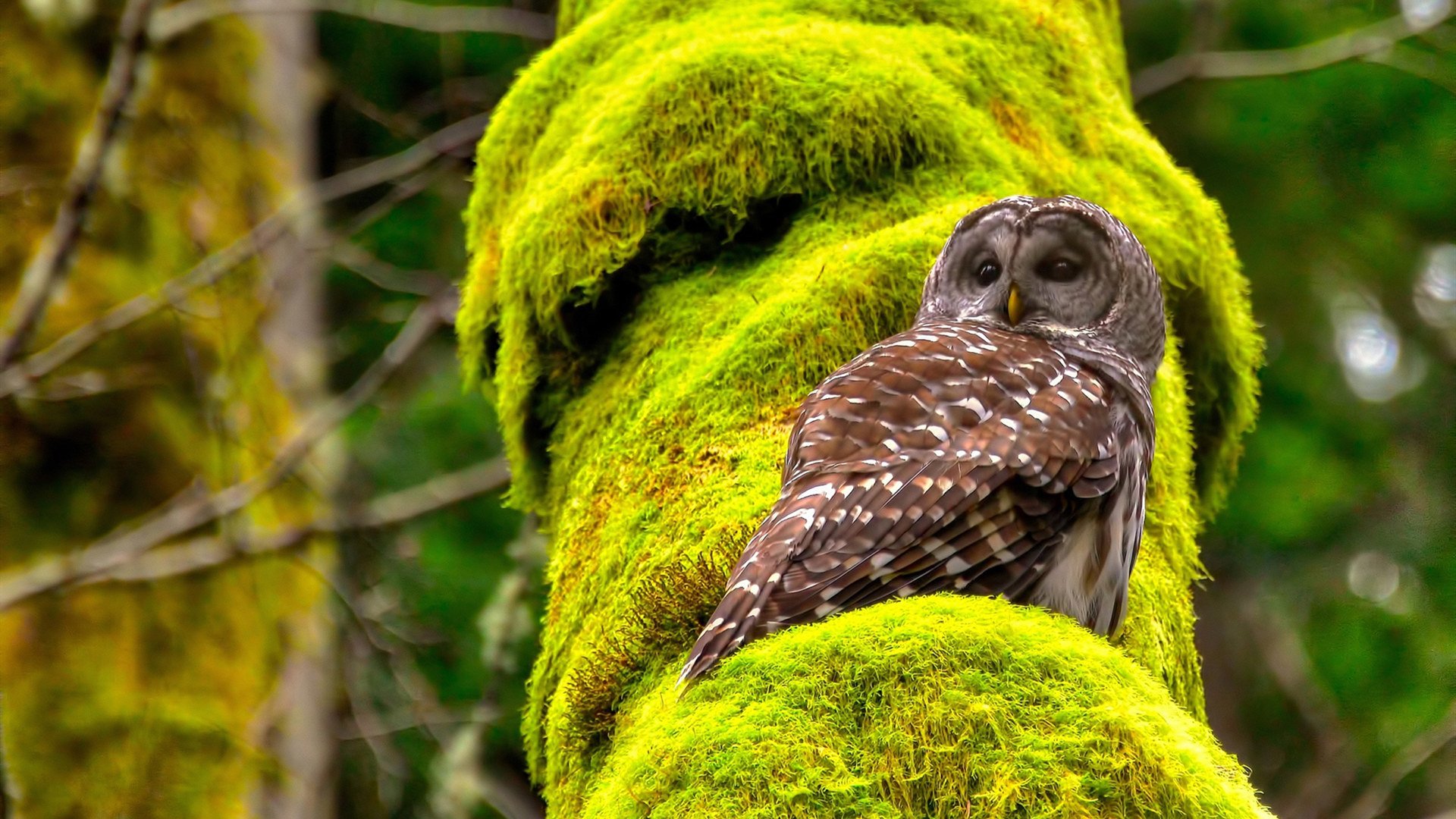 突尼斯希望中场调度乏力，传控受限