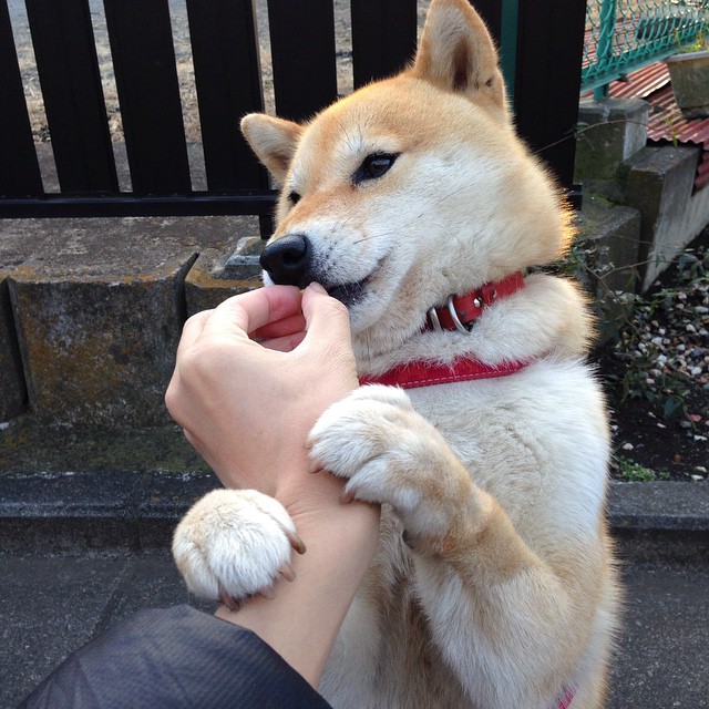 中国组合混合3米双人跳板决赛成绩令人期待，中国男子双人三米跳板