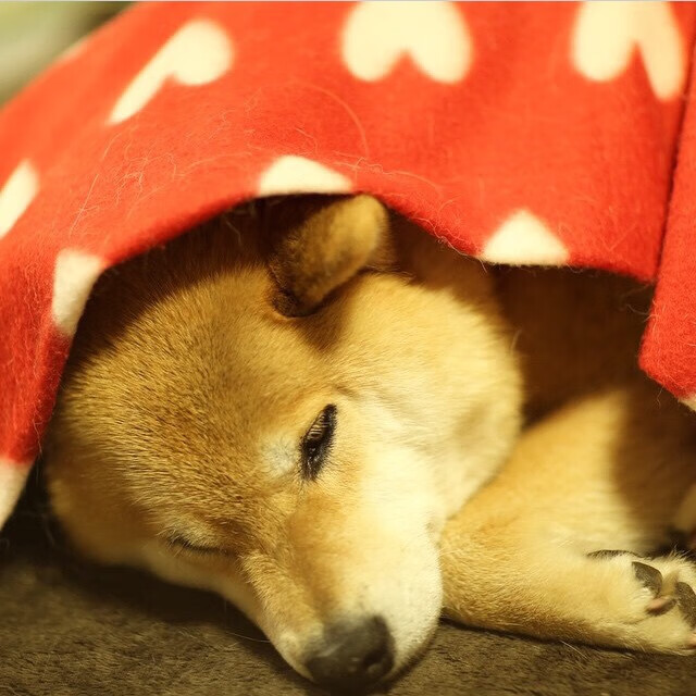 冬季运动技能培训纳入中小学体育课程，关于中小学体育运动技能的说明