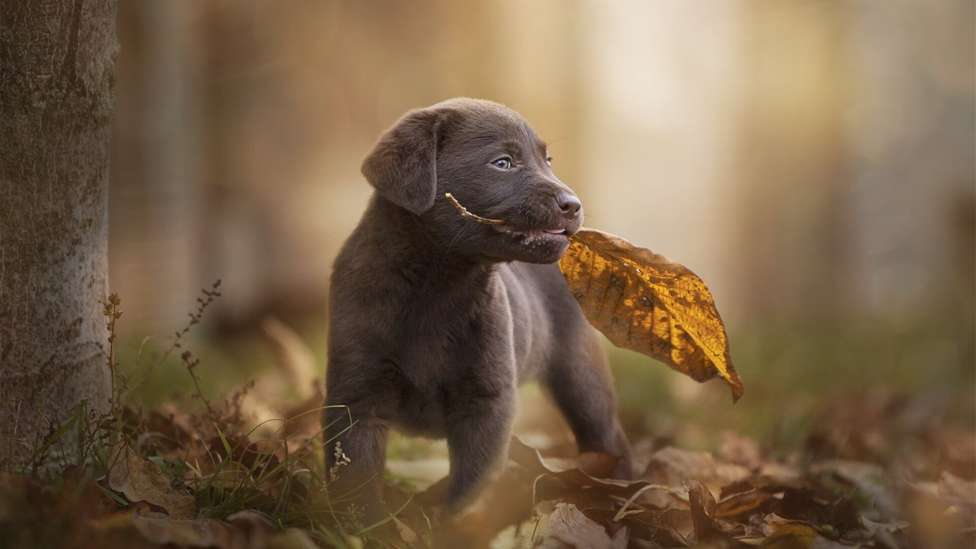 凯莉·麦基翁刷新个人200米仰泳最佳成绩，凯莉麦基翁身高