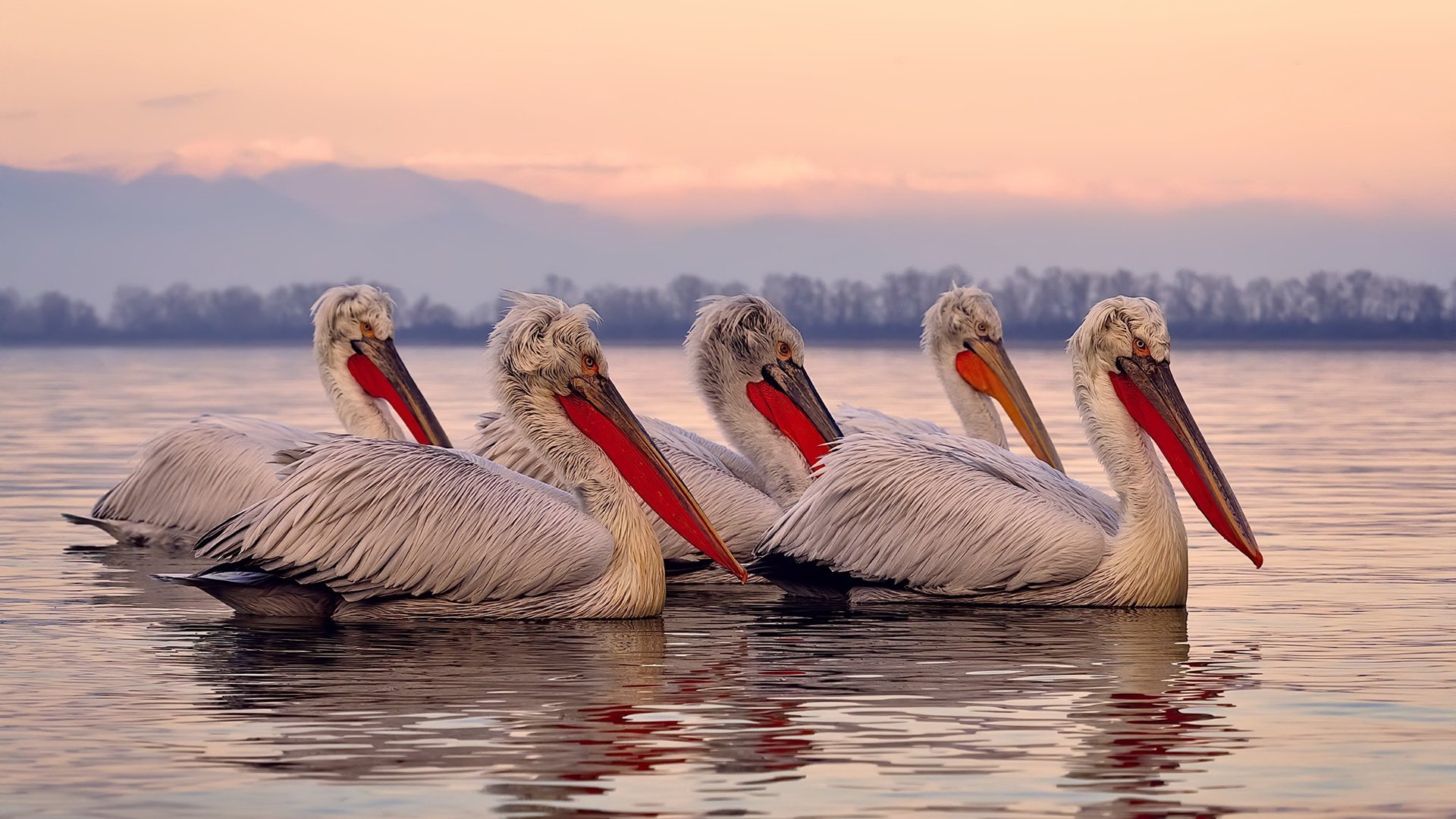 德甲战术多变：策略巧妙，精彩纷呈！，德甲打法