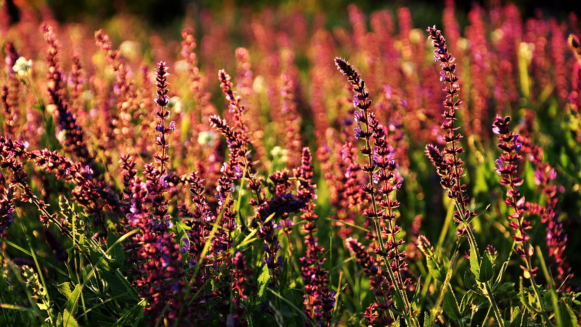 意甲超凡表现：个人技巧引领潮流，意甲十大巨星