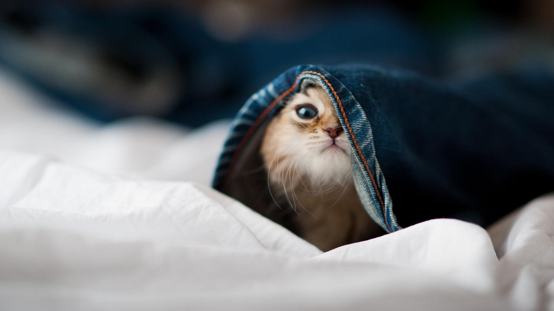 九游体育官网入口-曼城公布社区盾对手名单，曼城专区