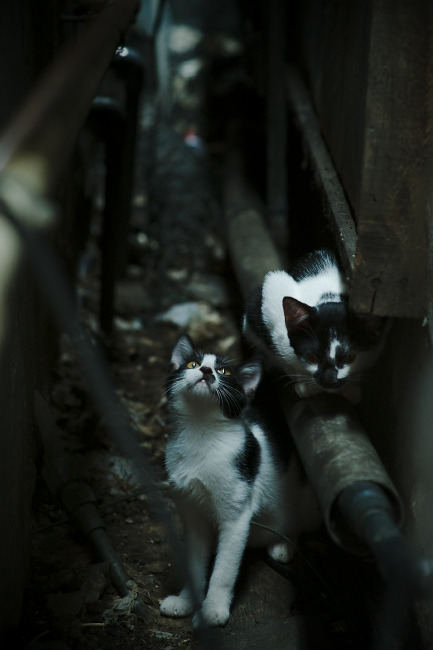 九游娱乐入口-曹缘决赛表现超出预期，曹缘夺冠