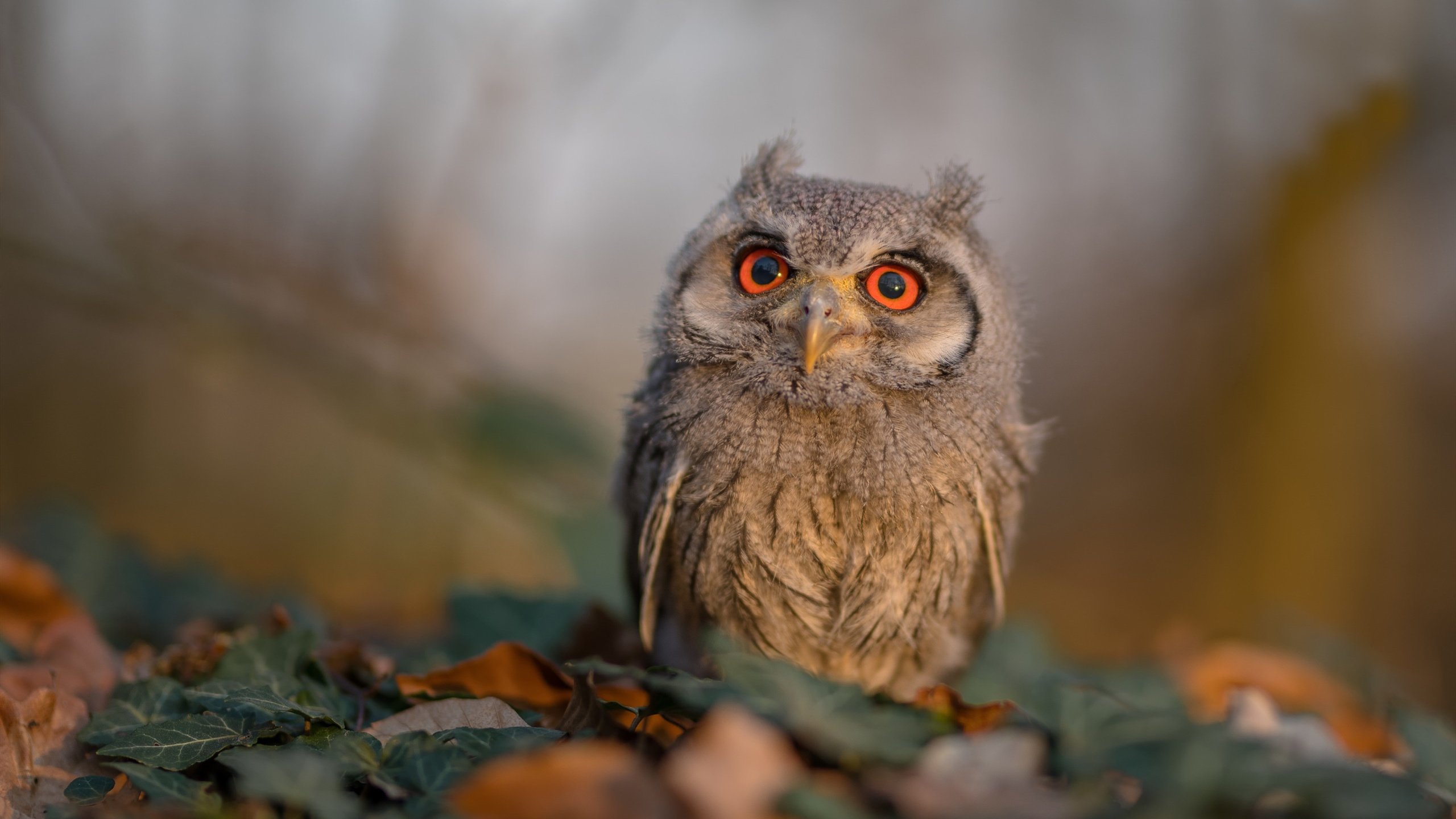 九游官网入口活动-欧洲杯战术大变革：阵型变化带来震撼效果，欧洲杯 阵型