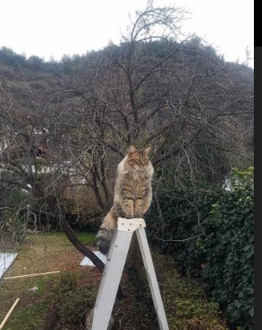 澳大利亚袋鼠队的进攻组织流畅，球员间默契十足，澳大利亚袋鼠竞赛官网